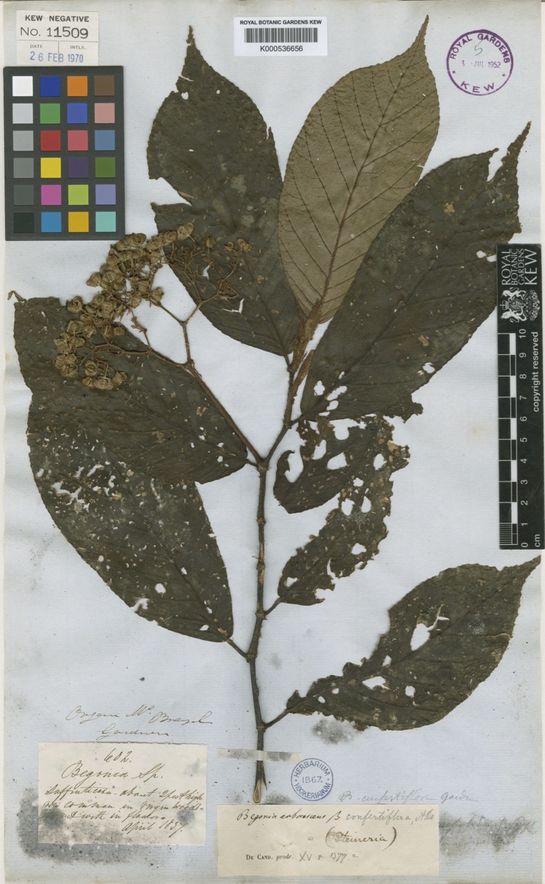 B. arborescens var. confertiflora